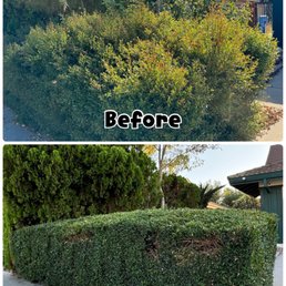 Trim bushes Trim bushes