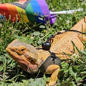 Autumn's Exotic Animals - Specialty Schools Near Me - Springfield, Illinois
