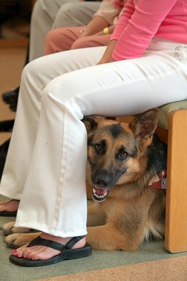 Guiding Eyes for the Blind by null