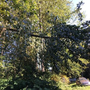 Chopping Block Tree Service - Tree Services Near Me - snohomish, Washington Chopping Block Tree Service - Tree Services Near Me - snohomish, Washington