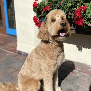 Carmel Groomers  - Pet Groomers Near Me - Carmel, California