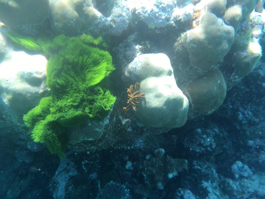 Passions of Paradise - Great Barrier Reef Tours Cairns by null