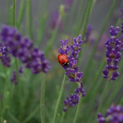 Mckenzie River Lavender