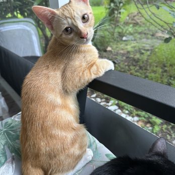 PEGGY ADAMS ANIMAL RESCUE LEAGUE - Updated 2024 - 85 Photos & 129