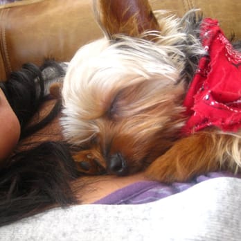 Puppy Luv Pet Grooming - All tuckered out in his cowboy bandana. - Pet Groomers Near Me - Bellflower, California Puppy Luv Pet Grooming - All tuckered out in his cowboy bandana. - Pet Groomers Near Me - Bellflower, California
