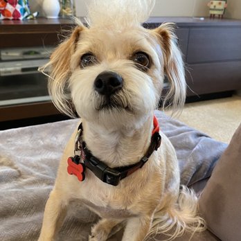 The Paw Spa LB - Buddy Boy after Erika's grooming! - Pet Groomers Near Me - Long Beach, California