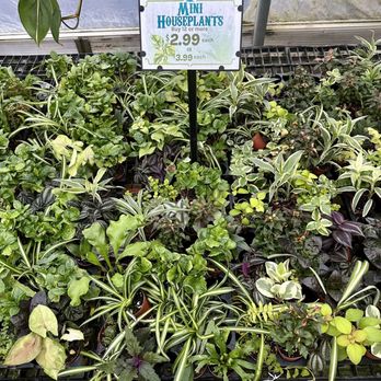Groovy Plants Ranch - Mini plants - Nurseries & Gardening Near Me - Marengo, Ohio