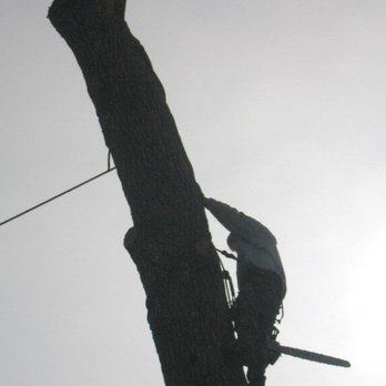 Arbor Pro Tree Experts - Tree Services Near Me - Lakewood, Colorado Arbor Pro Tree Experts - Tree Services Near Me - Lakewood, Colorado