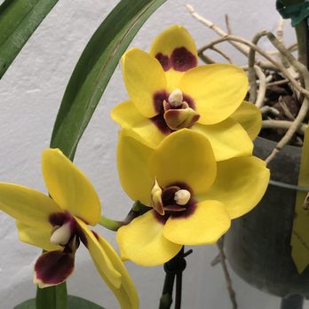 Norman's Orchid Nursery - Anothet Exciting Phals Fragrant - Nurseries & Gardening Near Me - Montclair, California