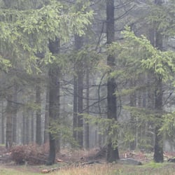 Thüringer Wald