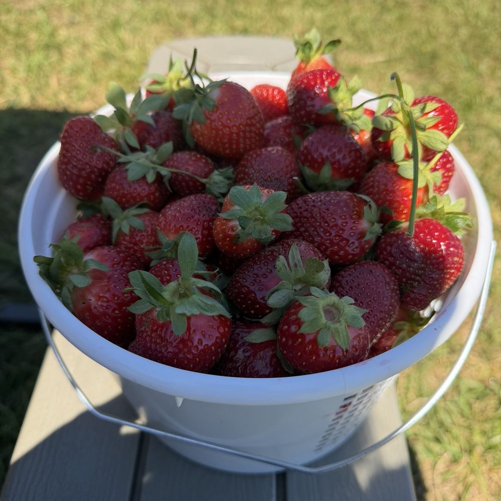 Hunter Farms - Pick Your Own Farms Near Me - Easley, South Carolina