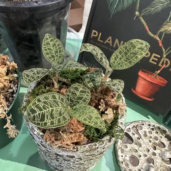 Florahound - Nurseries & Gardening Near Me - Sherman Oaks, California Florahound - Nurseries & Gardening Near Me - Sherman Oaks, California