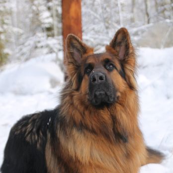 Chatfield Veterinary Hospital - Veterinarians Near Me - Littleton, Colorado Chatfield Veterinary Hospital - Veterinarians Near Me - Littleton, Colorado