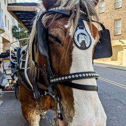 Carolina Polo & Carriage Co