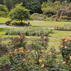 Stanley Park Horse Drawn Tours
