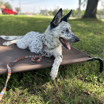 Koba's Four Paws Institute - Tripp learning "place" and working around distractions - Pet Training Near Me - Montgomery, Texas Koba's Four Paws Institute - Tripp learning "place" and working around distractions - Pet Training Near Me - Montgomery, Texas