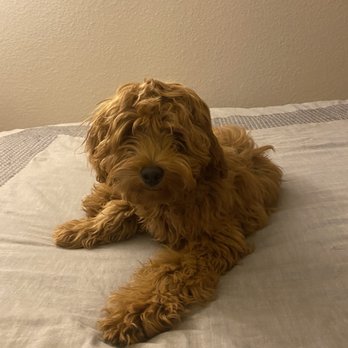 Doggie Dos  - Before - Pet Groomers Near Me - La Mesa, California
