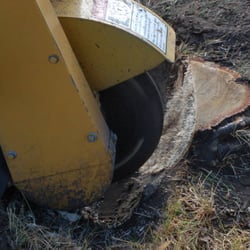 New Ground Tree Stump Removal