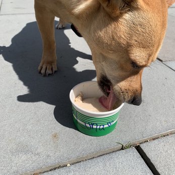Collar and Bone - Peanut butter ice cream - Pet Stores Near Me - Cape May, New Jersey