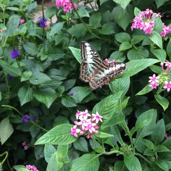 The Butterfly Place - August 2015 - Botanical Gardens Near Me - Westford, Massachusetts