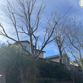 Skylake Tree Service - Ash trees after trimming. - Tree Services Near Me - Gilroy, California Skylake Tree Service - Ash trees after trimming. - Tree Services Near Me - Gilroy, California