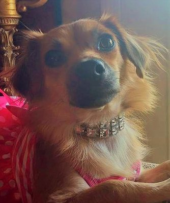 Devoted Pets Cremations and Memorials