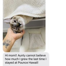 A text message showing my cat's comfort level.
