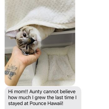 Pounce Hawaii - A text message showing my cat's comfort level. - Pet Boarding Near Me - Honolulu, Hawaii