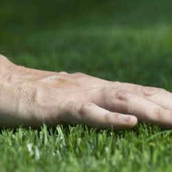 Armando Landscaping