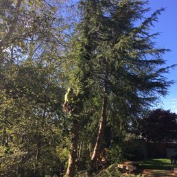 George working his way up a tree after cutting the lower branches. George working his way up a tree after cutting the lower branches.