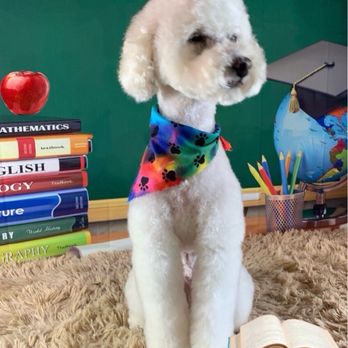Enchanted Tails Pet Spa - Luca after a groom at Enchanted Tails - Pet Groomers Near Me - Kernersville, North Carolina Enchanted Tails Pet Spa - Luca after a groom at Enchanted Tails - Pet Groomers Near Me - Kernersville, North Carolina