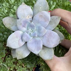 Succulent By Bessy - Superbum $3 in 2 inch pot