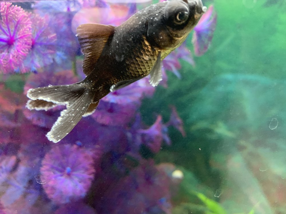 COLONIAL PET SHOPPE Updated August 2024 1310 S 35th St, Manitowoc