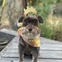 Photo of Sarah's Gold Country Dog Groomers