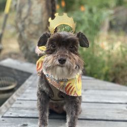 Sarah's Gold Country Dog Groomers - Berkeley Bowl