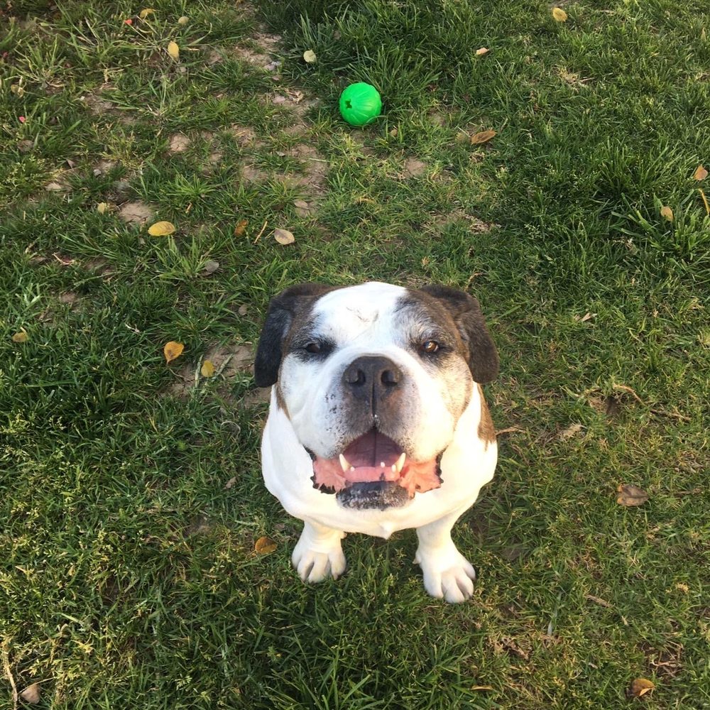 Roscoe and his treat ball