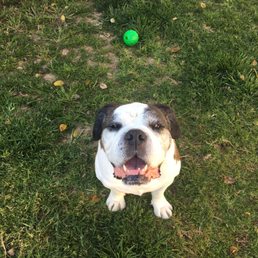 Roscoe and his treat ball