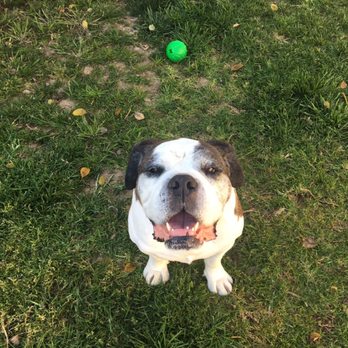 My Pookie's Spaw - Roscoe and his treat ball - Pet Groomers Near Me - Orange, California