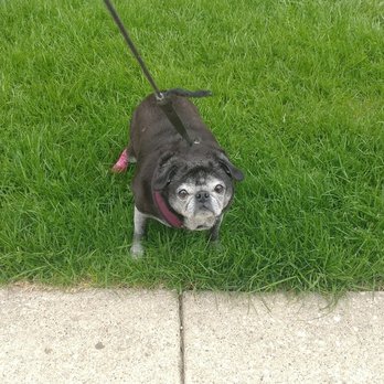 4 Paws U Call It - Peaches the Pug, love those tiny ears - Pet Sitting Near Me 4 Paws U Call It - Peaches the Pug, love those tiny ears - Pet Sitting Near Me