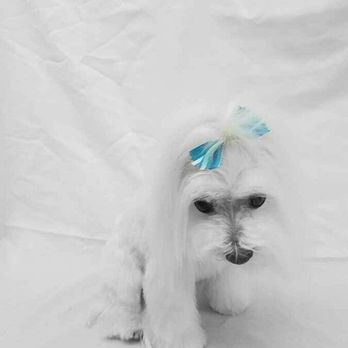 Animal Oasis - Pet Groomers Near Me - Ammon, Idaho Animal Oasis - Pet Groomers Near Me - Ammon, Idaho