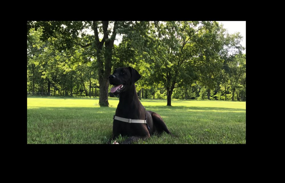 HILLMOUNT ANIMAL HOSPITAL Updated October 2024 14 Reviews 31