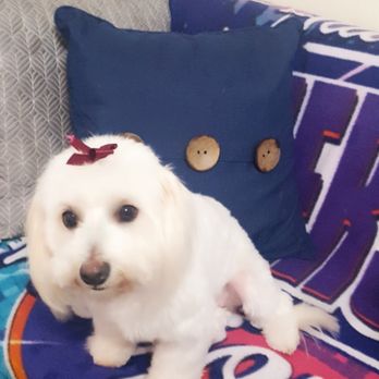 A Pet Grooming Salon - Pet Sitting Near Me - Pembroke Pines, Florida A Pet Grooming Salon - Pet Sitting Near Me - Pembroke Pines, Florida