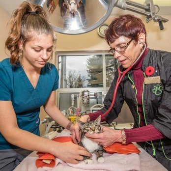 Vedder Mountain Veterinary - Veterinarians Near Me - Chilliwack, British Columbia Vedder Mountain Veterinary - Veterinarians Near Me - Chilliwack, British Columbia