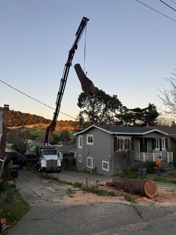 JMV TREE SERVICE Updated May 2024 247 Photos & 264 Reviews
