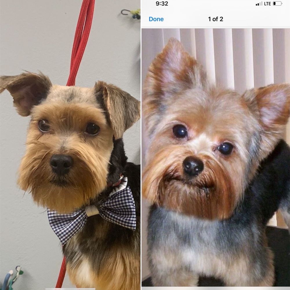 You see the difference she shave my dogs hair !!! You see the difference she shave my dogs hair !!!