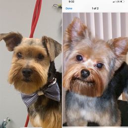 You see the difference she shave my dogs hair !!!