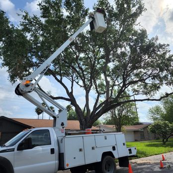 Juan Palmas Tree Service - Tree pruning - Tree Services Near Me Juan Palmas Tree Service - Tree pruning - Tree Services Near Me