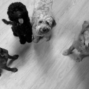 Perfect Paws - Small Dog Daycare and Training - Pet Training Near Me - Newton, Massachusetts Perfect Paws - Small Dog Daycare and Training - Pet Training Near Me - Newton, Massachusetts