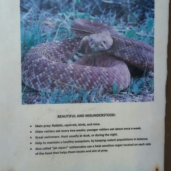 Mount Woodson Trail - Saw one on the way down the trail. - Hiking Near Me - Poway, California