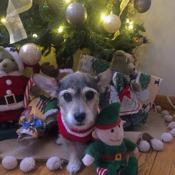 The Puppy Shop - Pet Groomers Near Me - Berwyn, Illinois